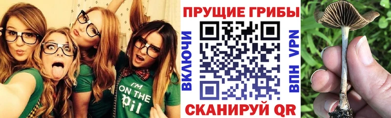 Галлюциногенные грибы Cubensis  купить наркотики цена  Никольское 